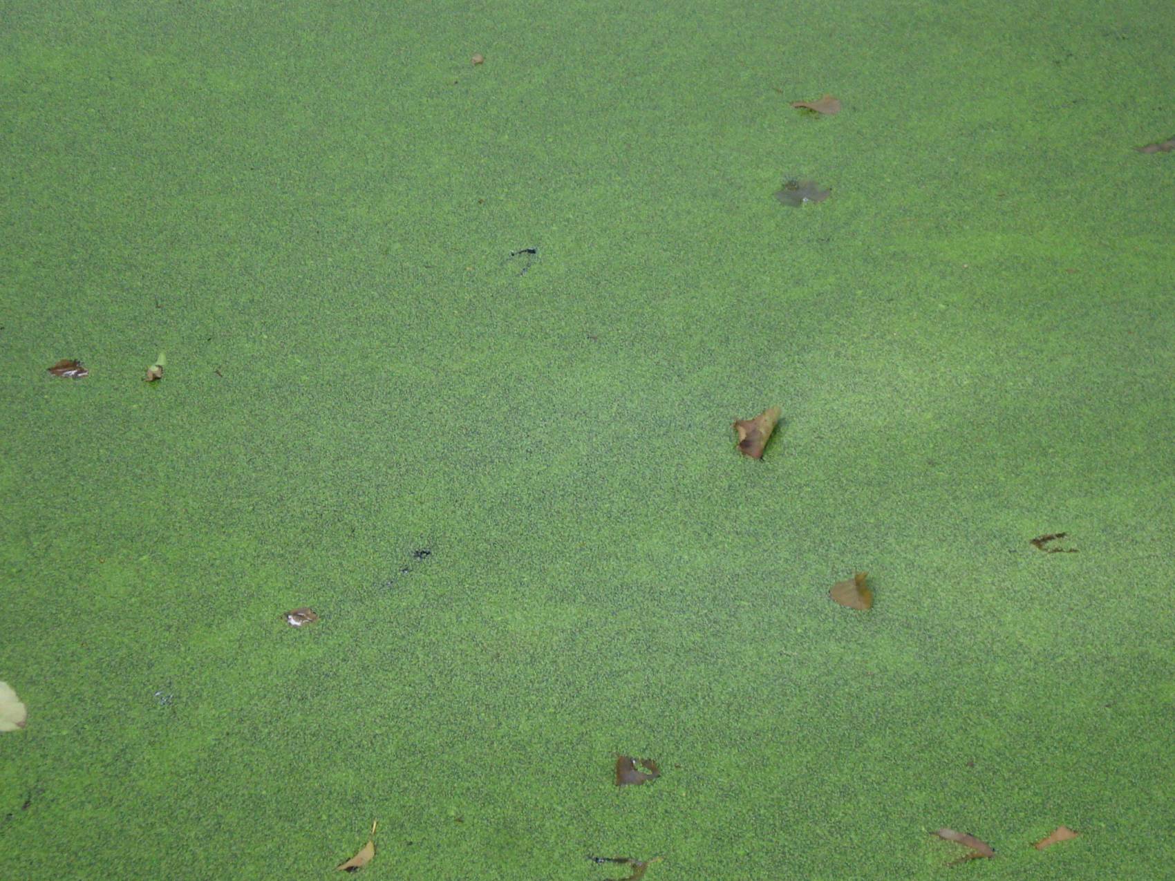 Tiergarten. Berlin 2007. Foto: Joan Navarro