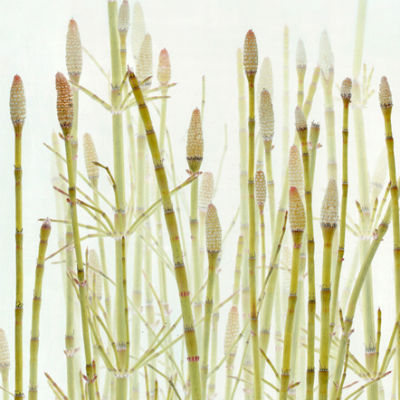 Equisetum (fragment). Foto: Rafa Bartual